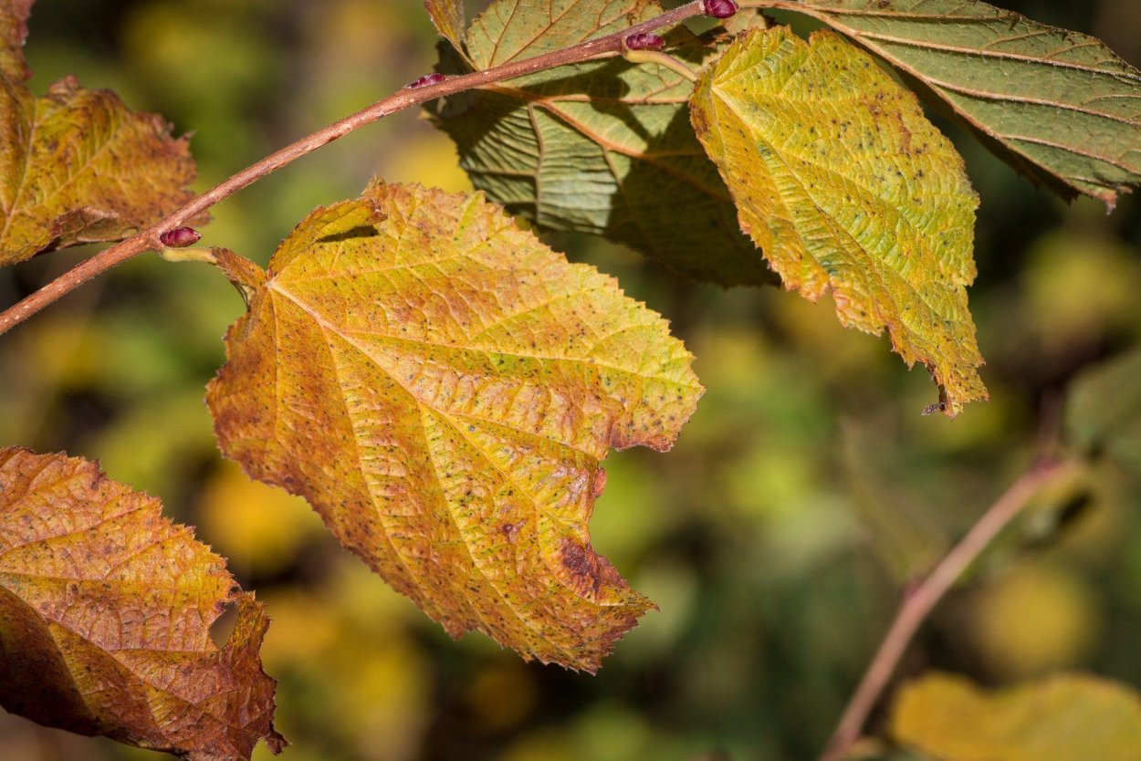 Лещина обыкновенная осень