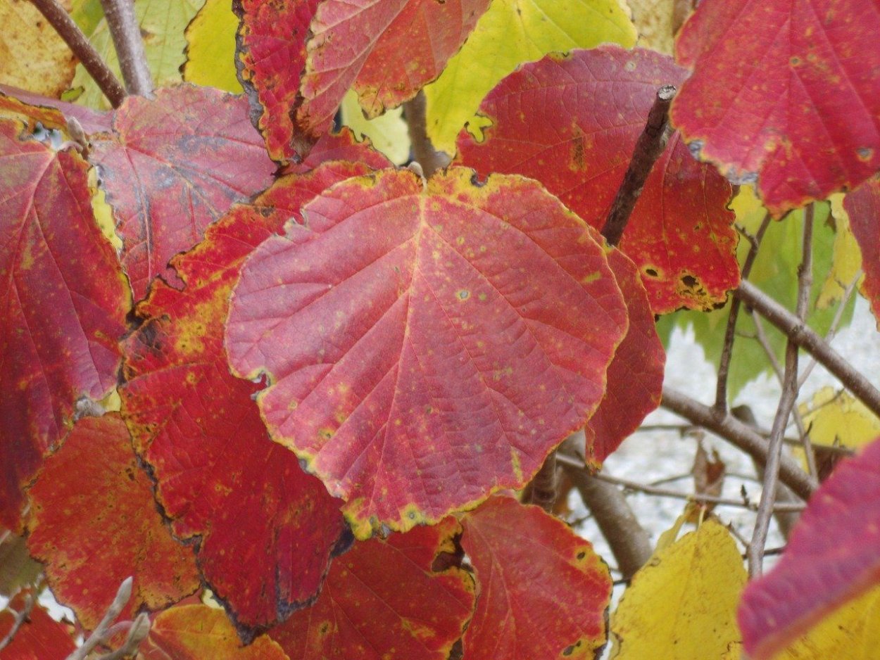 Осенний орешник лещина