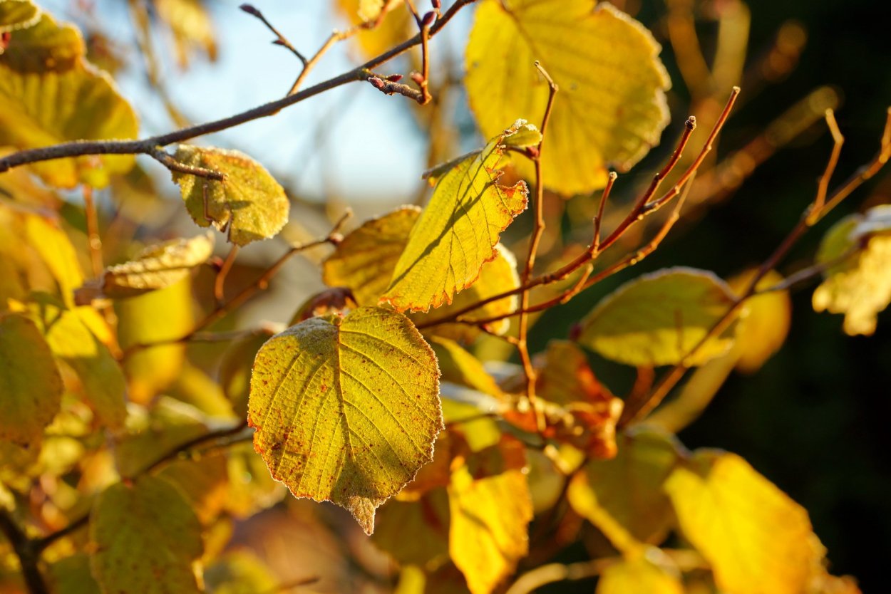 Лещина обыкновенная листья
