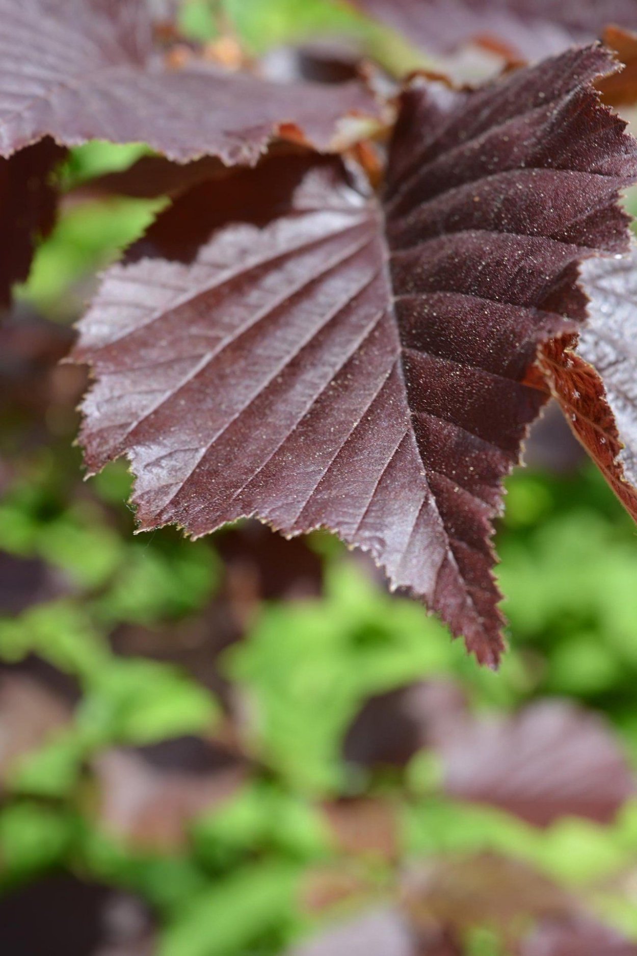 Орешник дерево листья