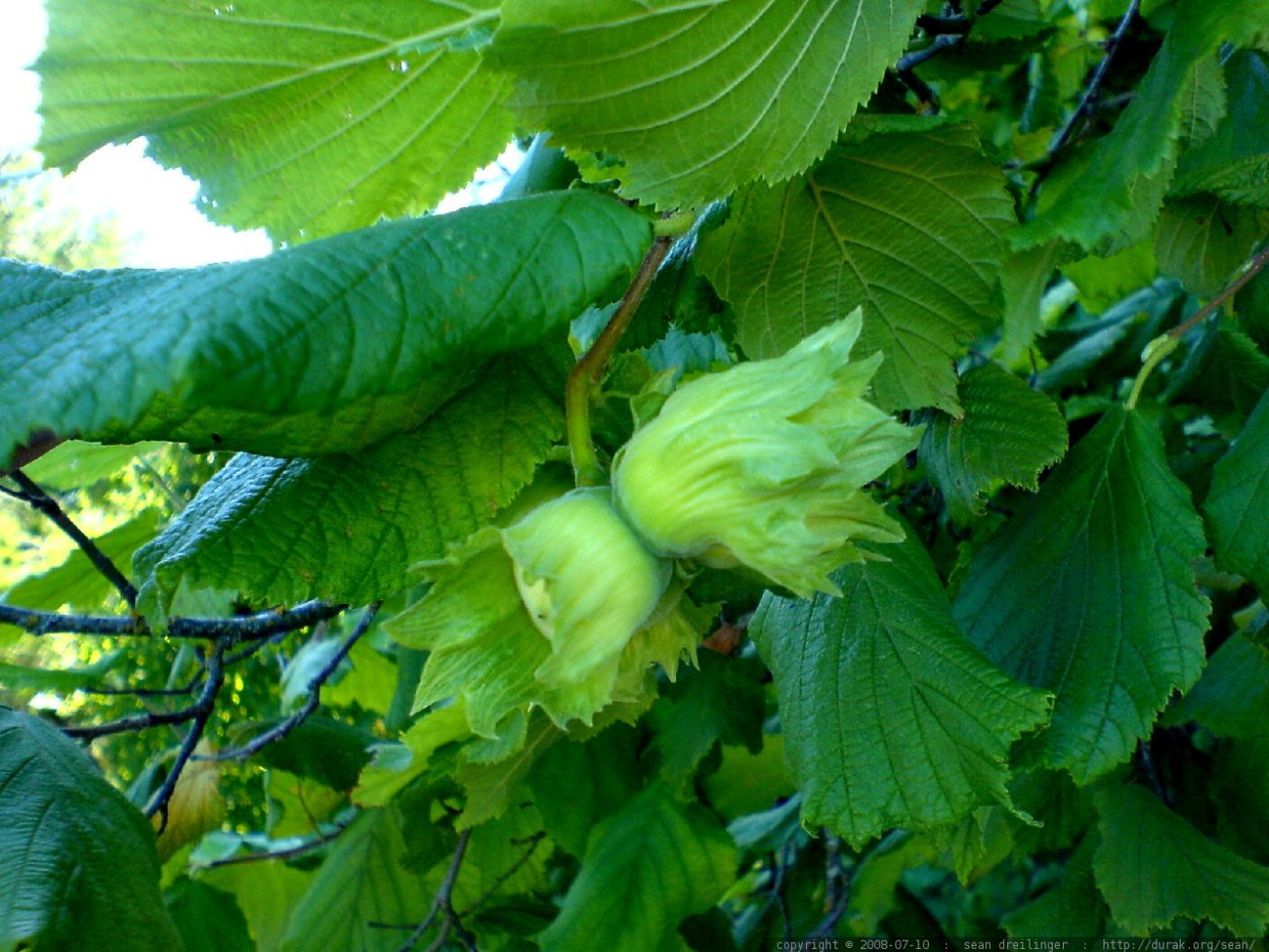 Лещина обыкновенная дуболистная