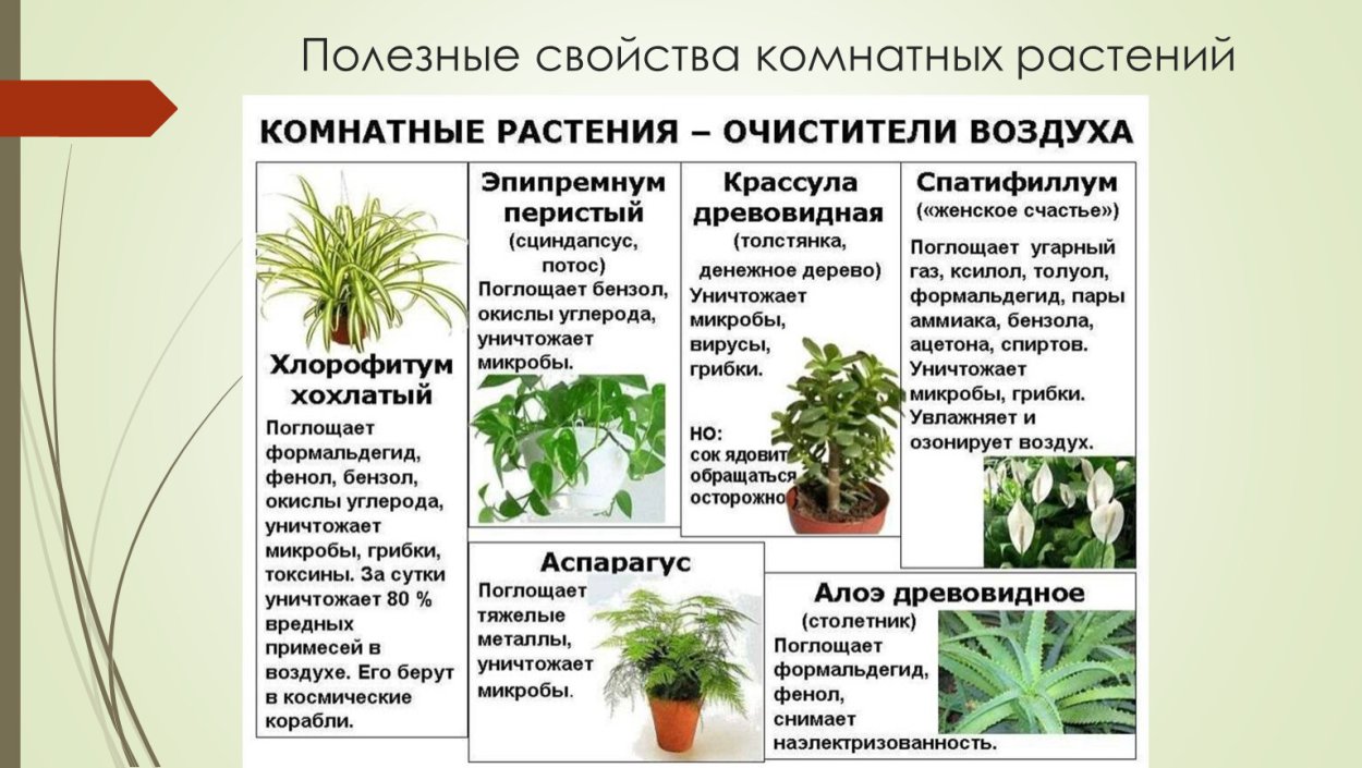 Полезные комнатные растения