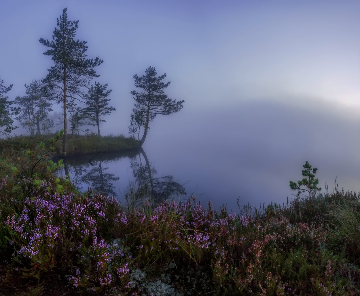 Карельский перешеек верески