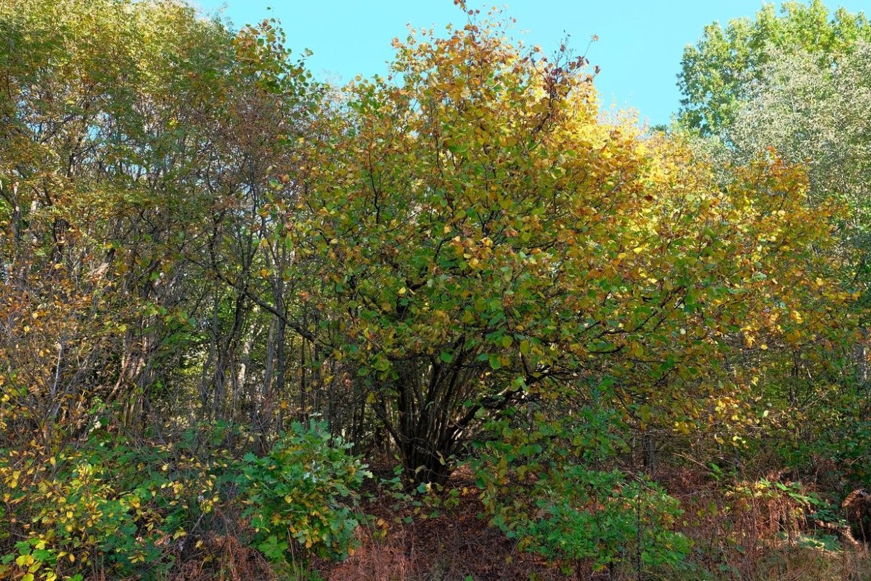 Лещина обыкновенная fuscorubra