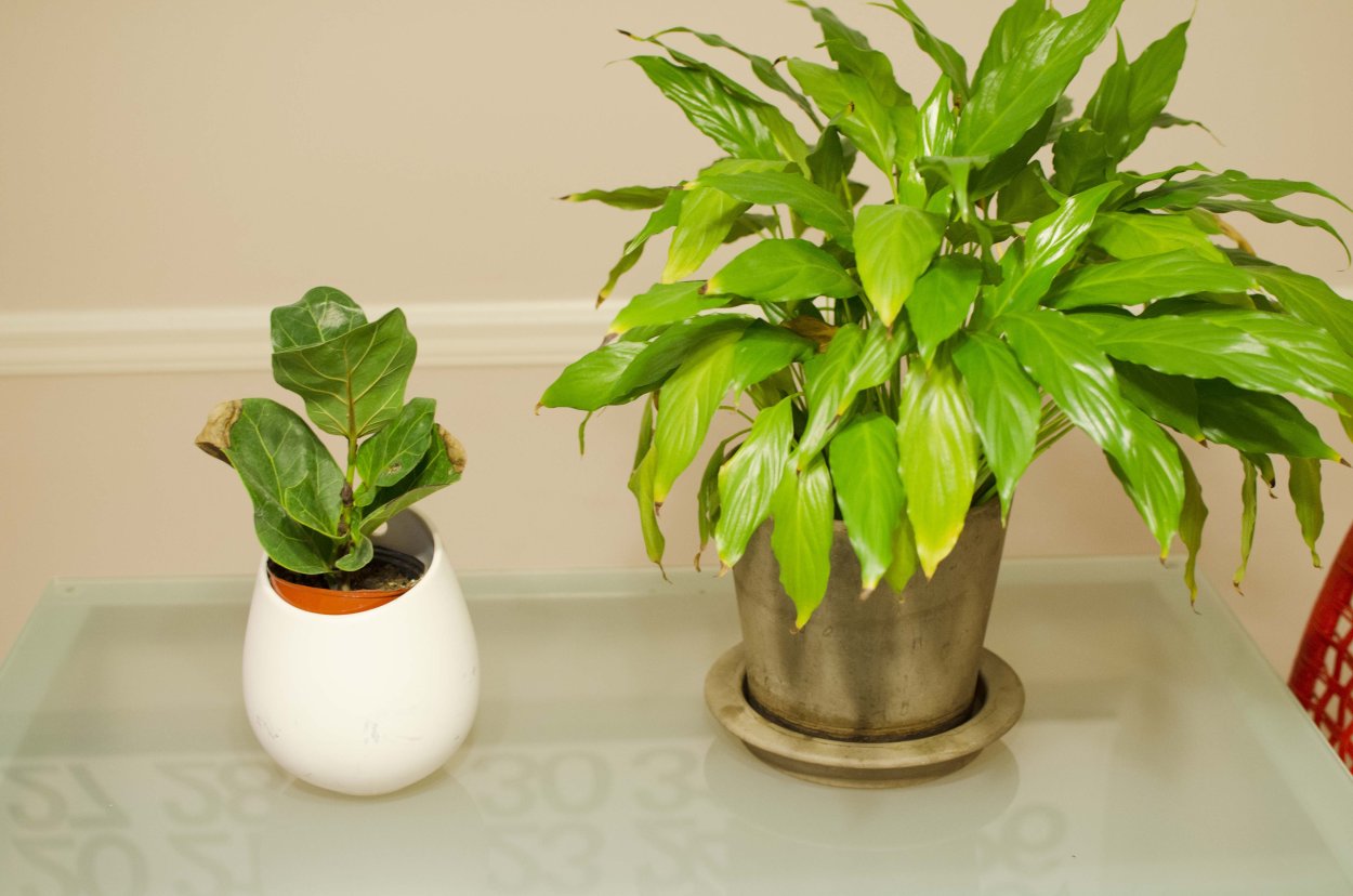 Спатифиллум не цветет