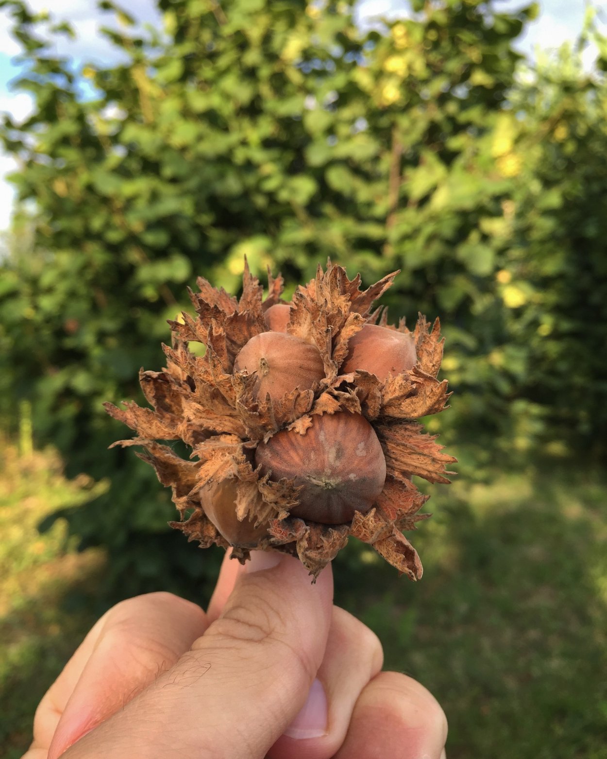 Орешник цвет