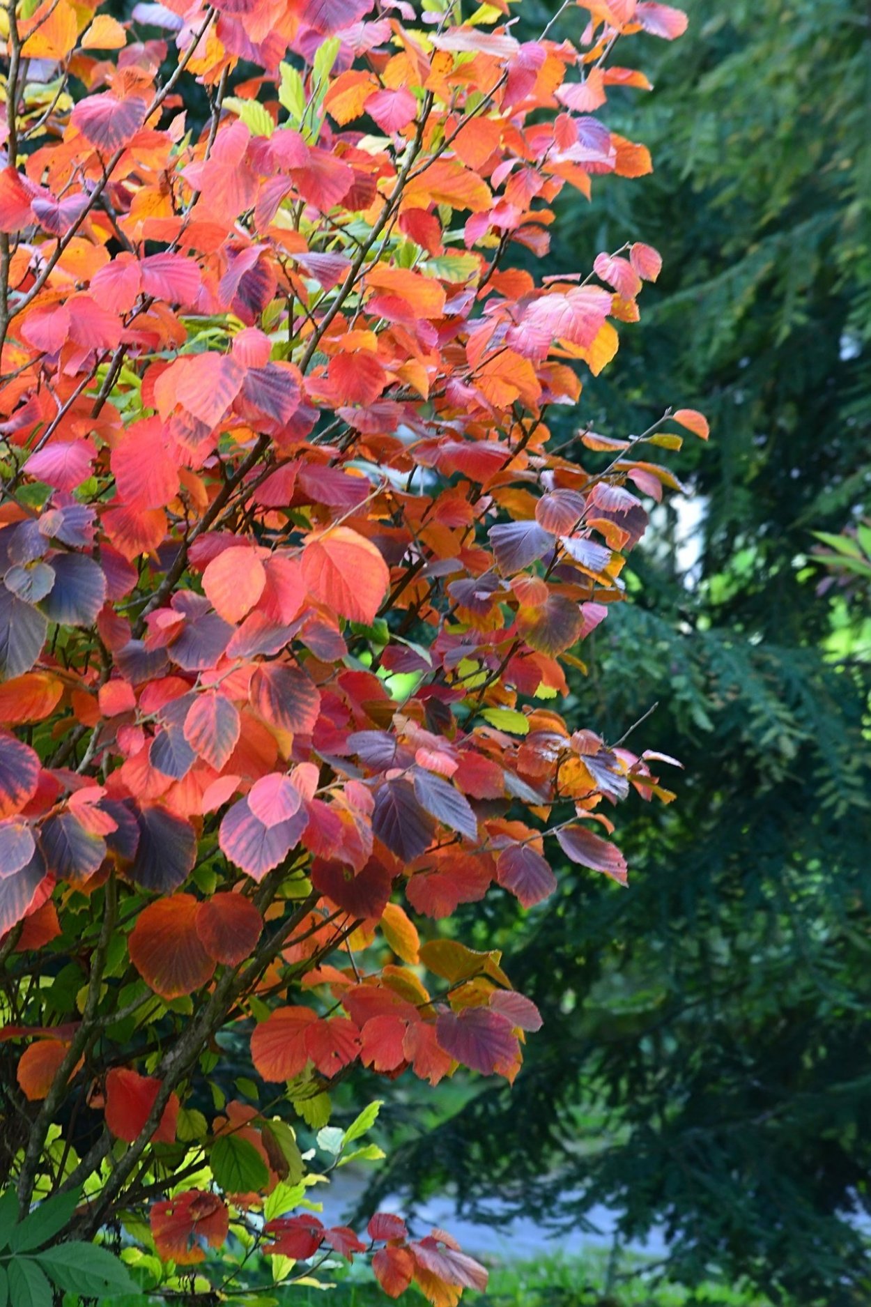 Куст орешник осенью