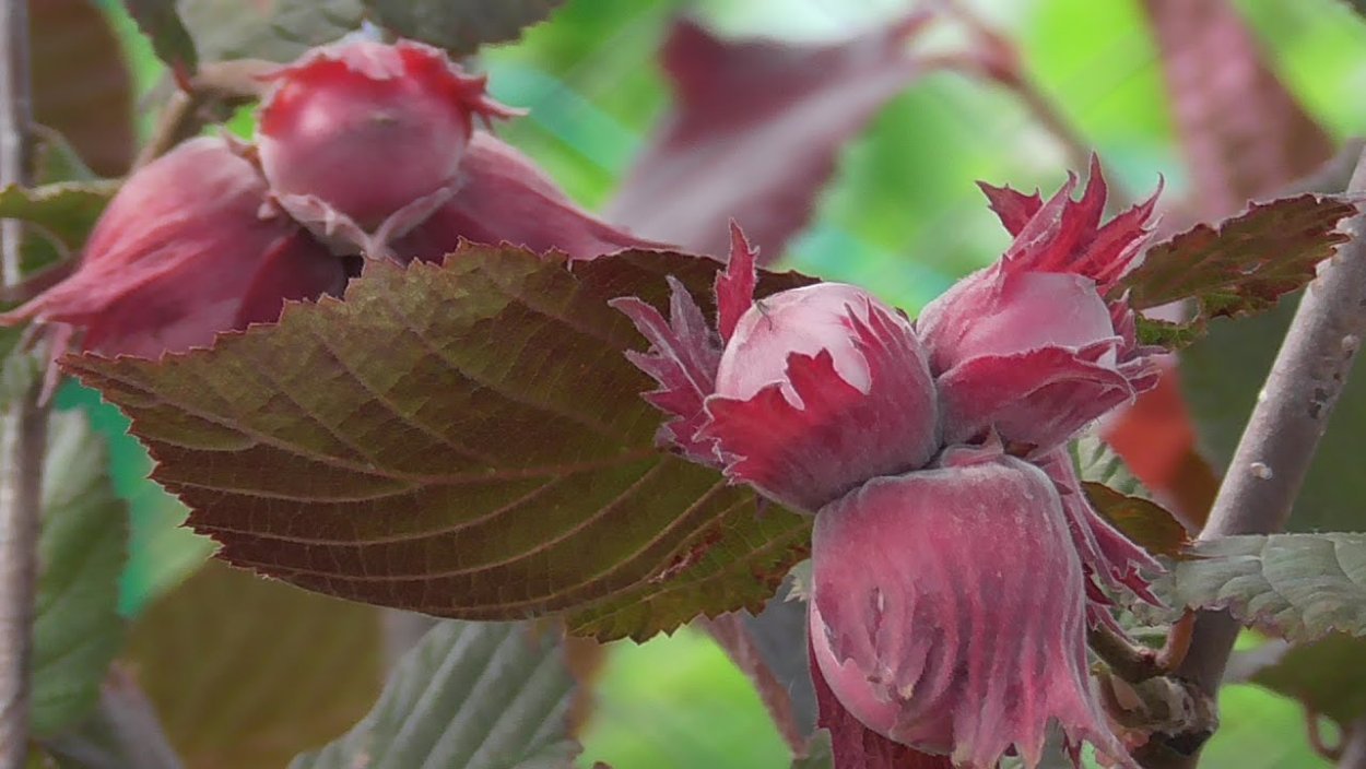 Фундук краснолистный сирена