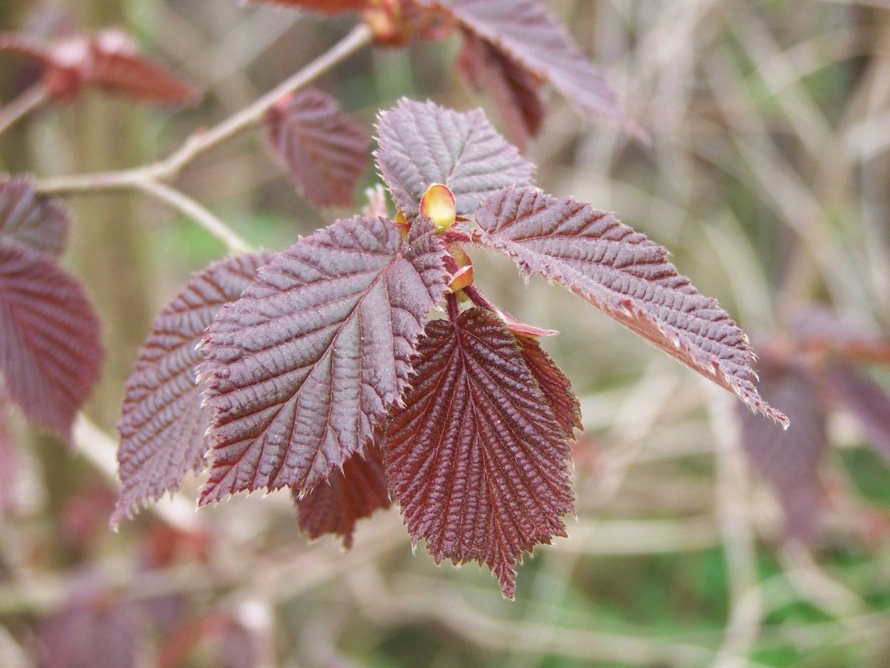 Лещина (фундук) "Московский Рубин"