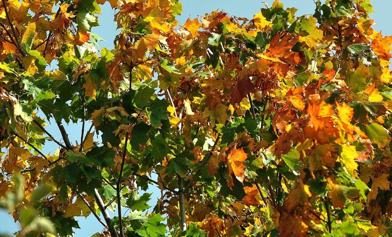 Лещина обыкновенная осень