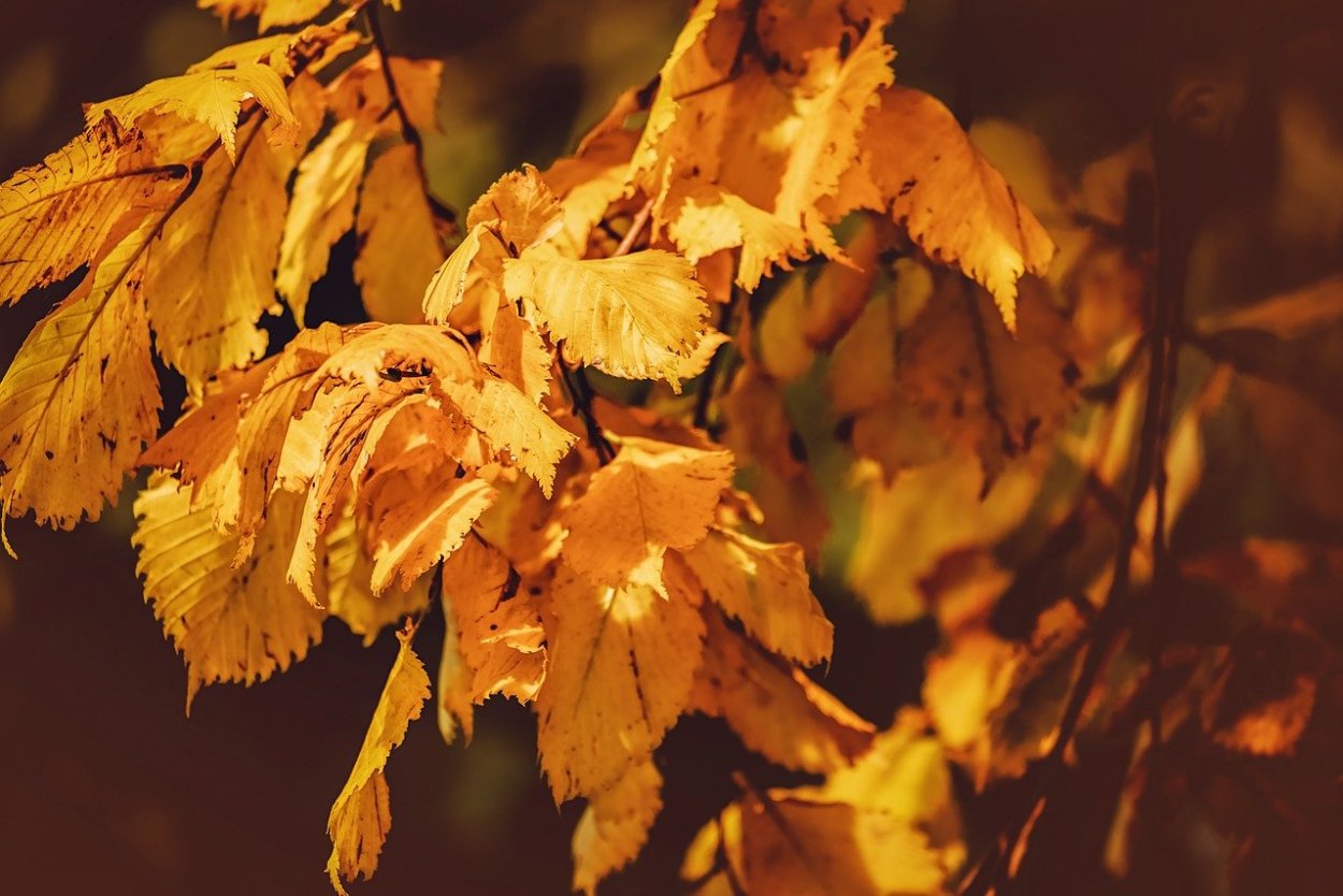 Лесные орехи и осенние листья