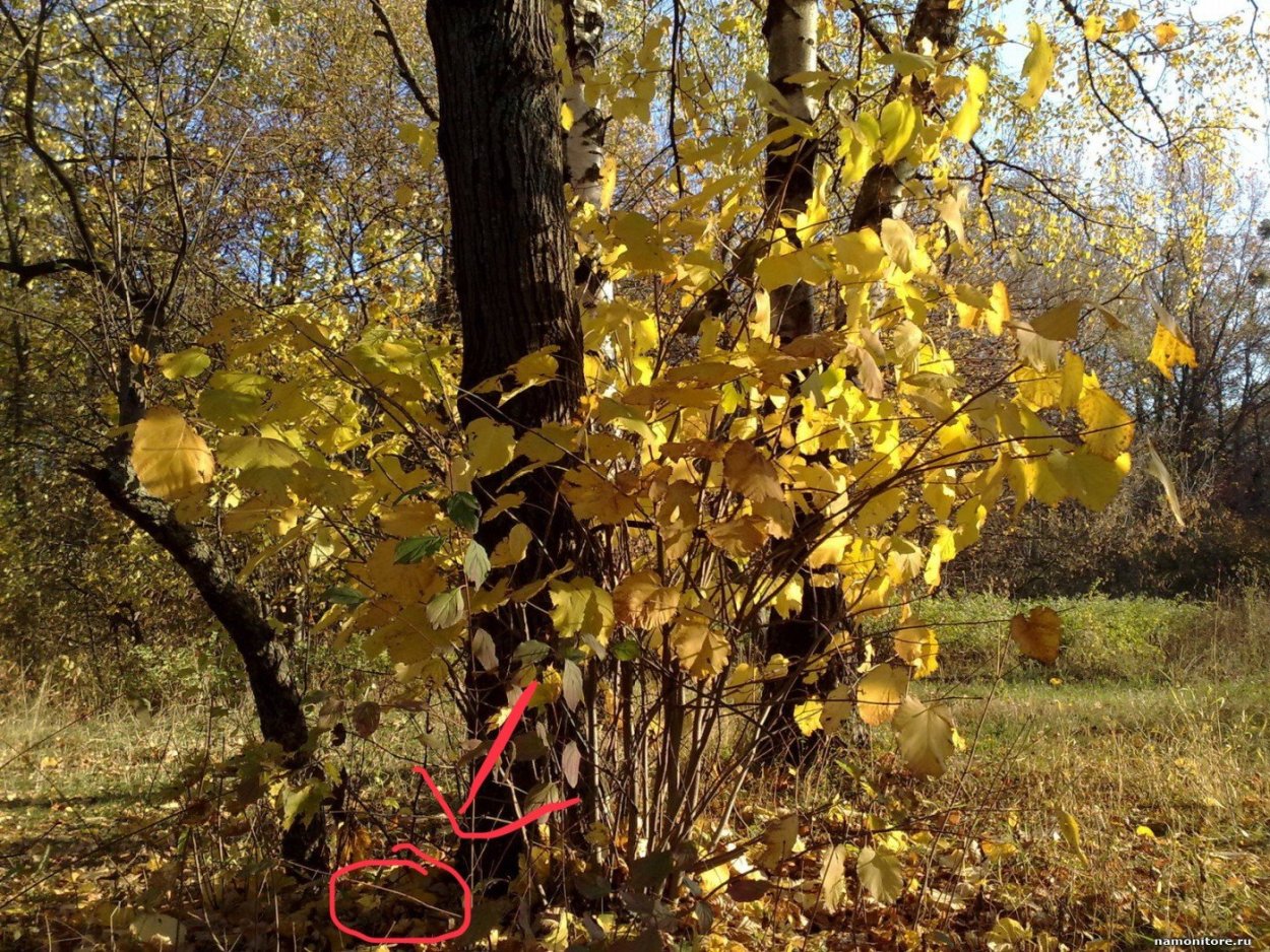 Осенний орешник лещина