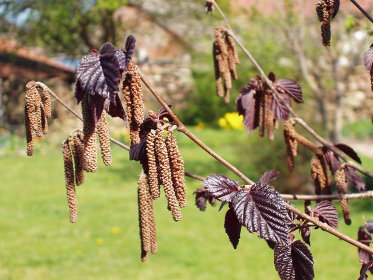 Лещина обыкновенная Пурпуреа