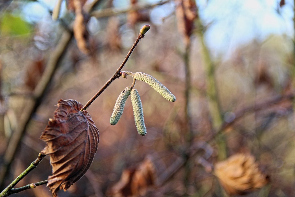 Лещина обыкновенная осень
