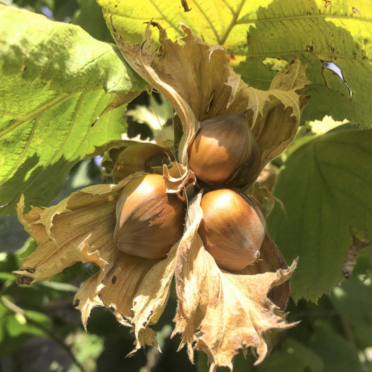 Лесной орех дерево орешник