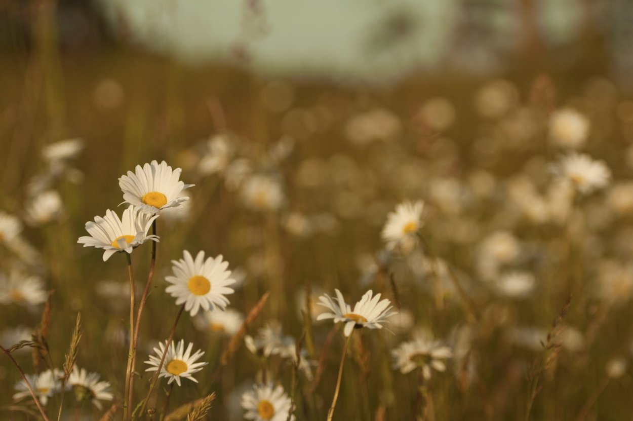 Ромашковое поле Эстетика