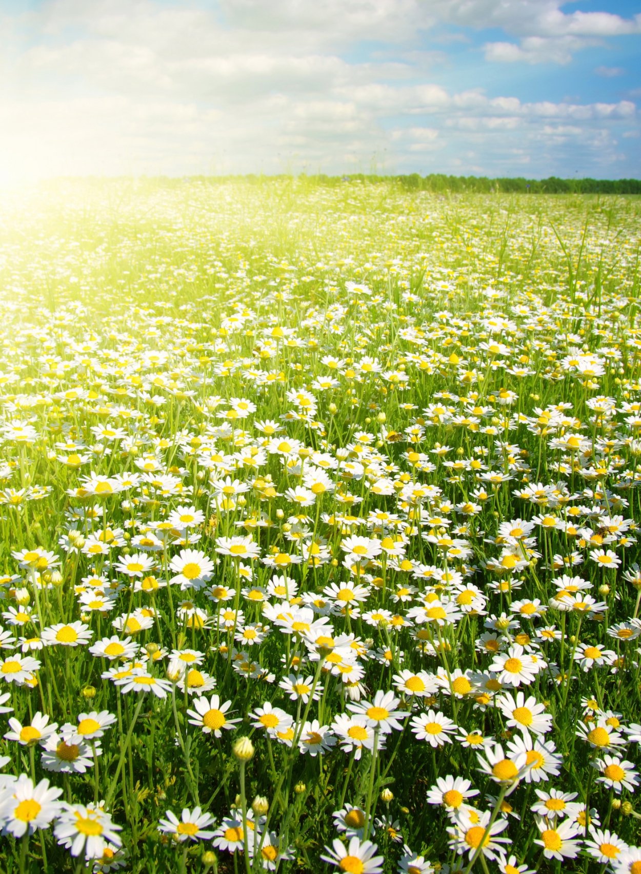 Поле ромашек