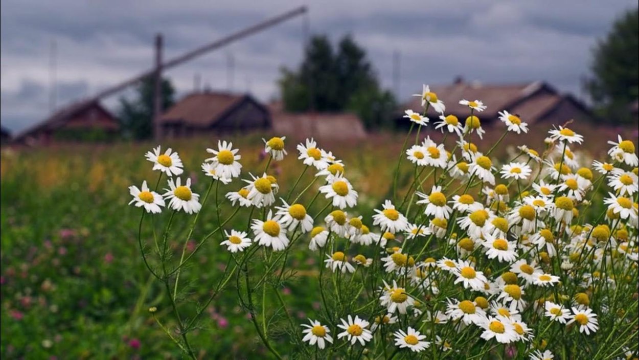 Поле ромашек в деревне