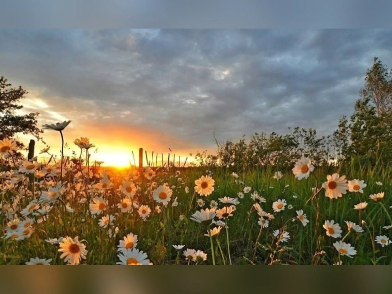 Ромашки в деревне утром