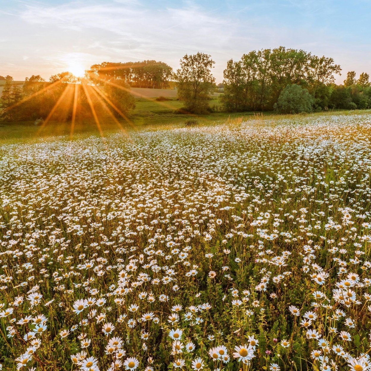 Поле ромашек