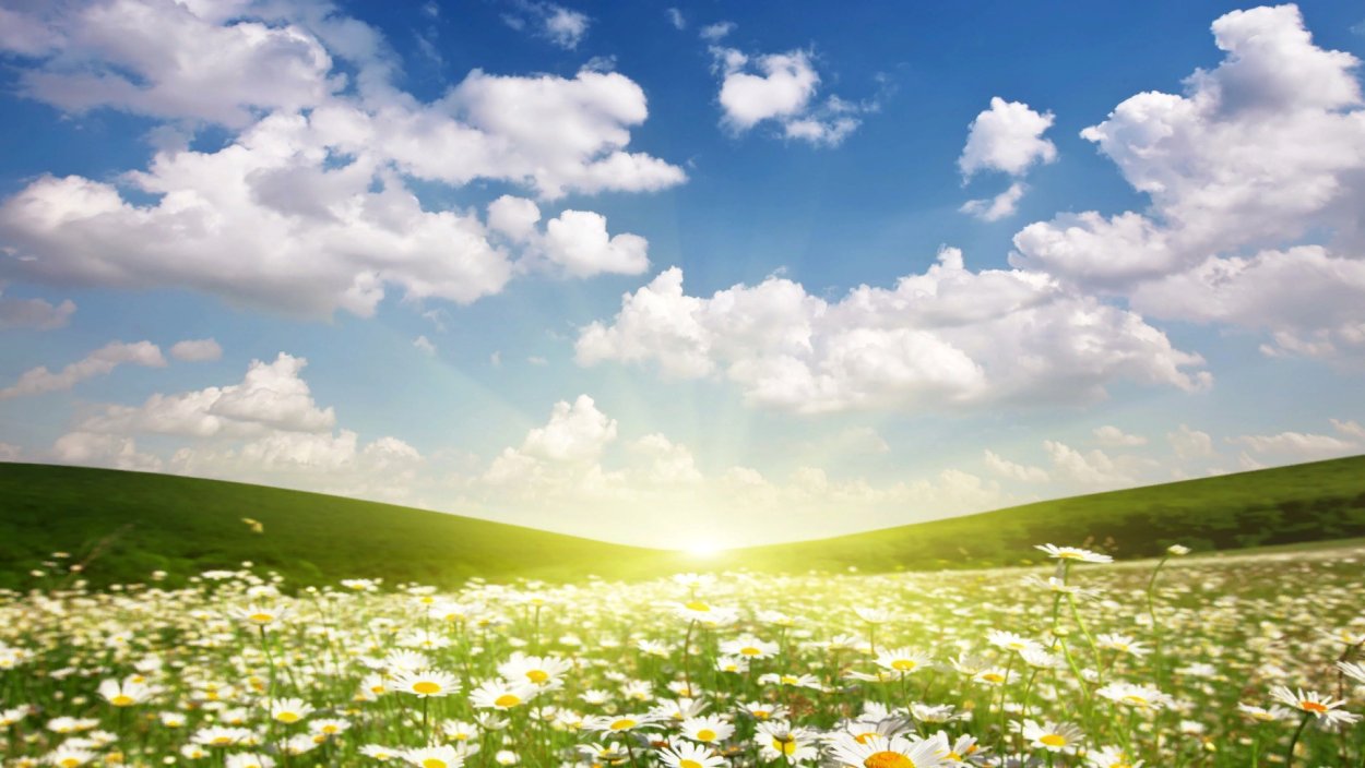 Луг с ромашками