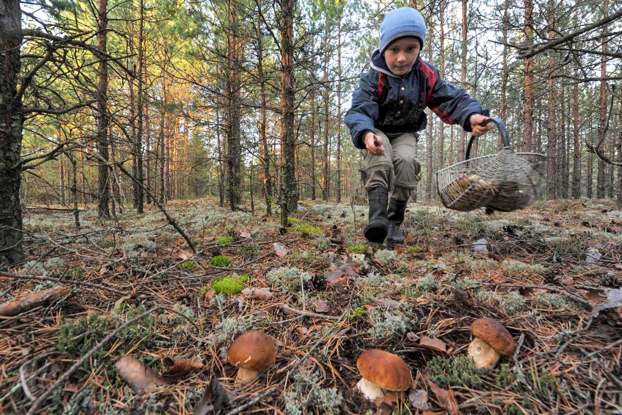 Грибники собирают грибы в лесу