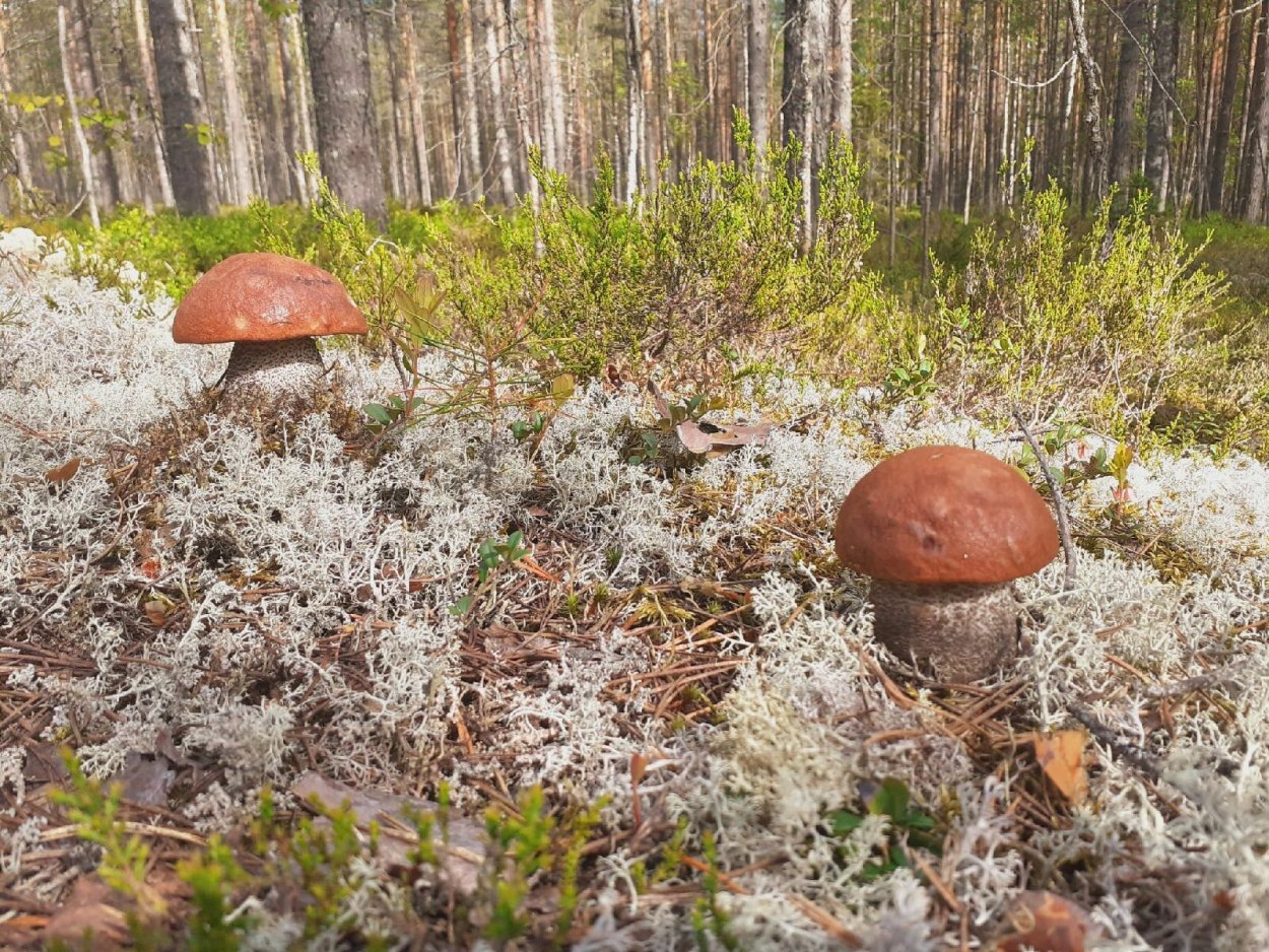 Грибной сезон 2022 в Мурманске фото