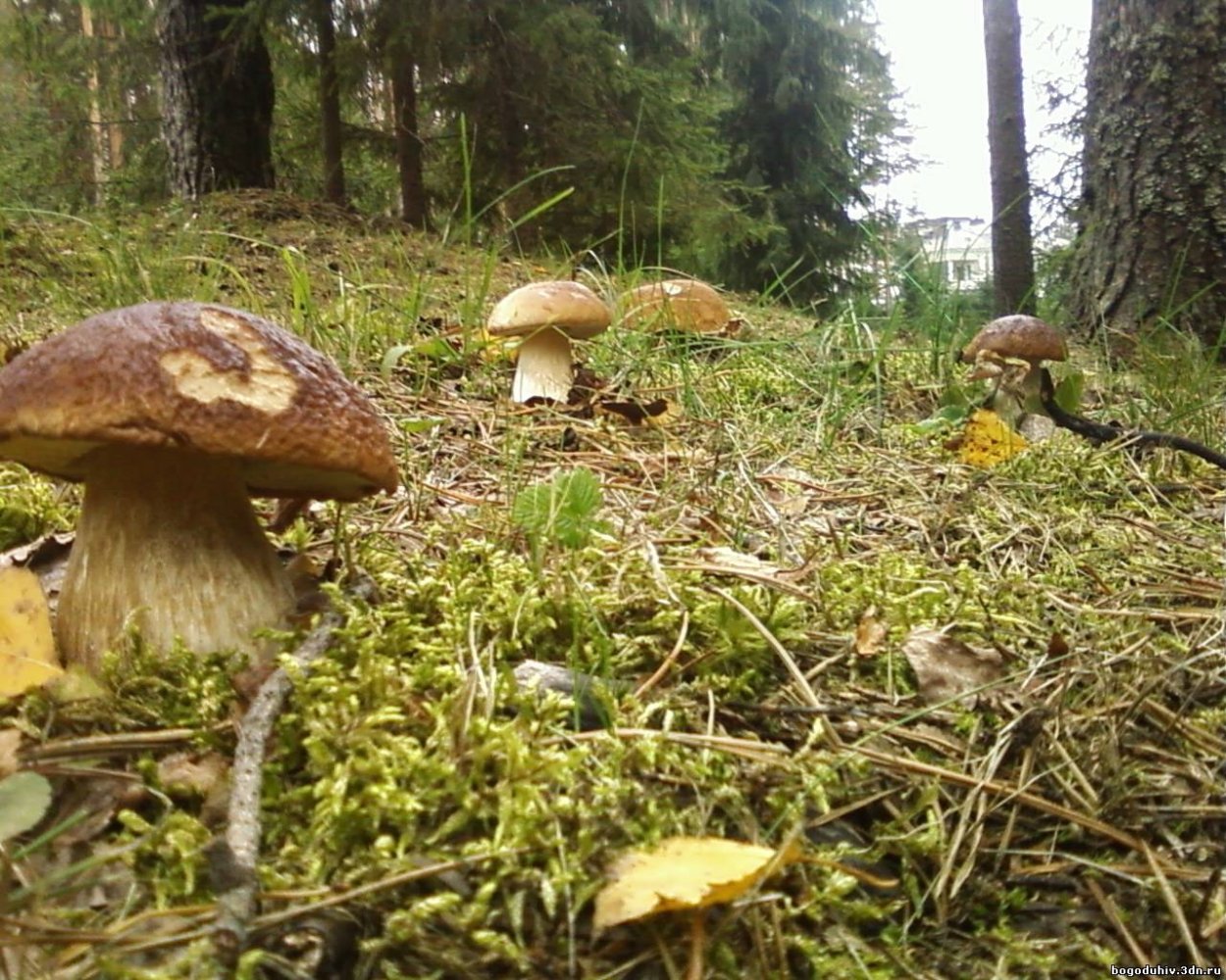 Грибная Поляна в лесу