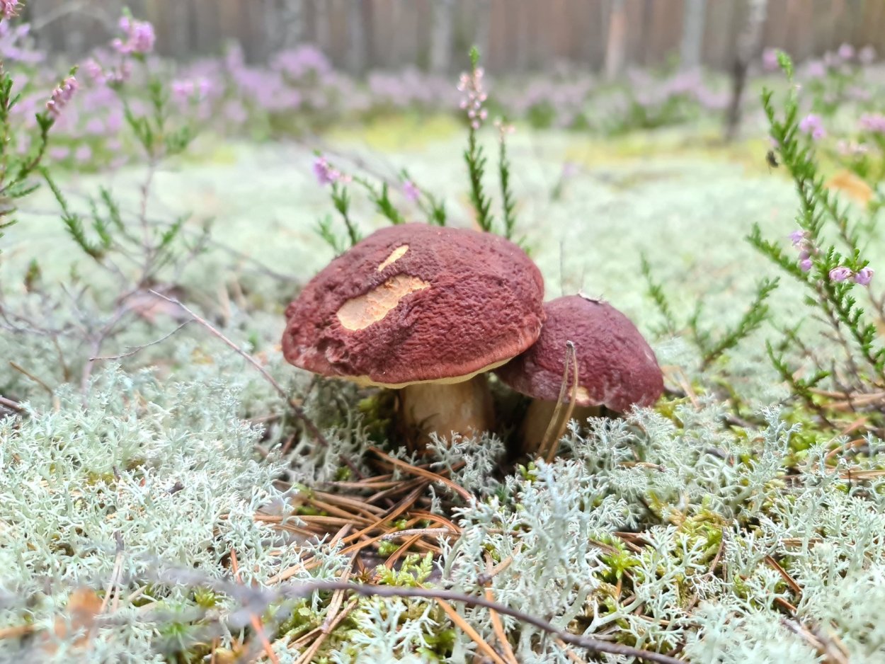 Съедобные грибы Удмуртии