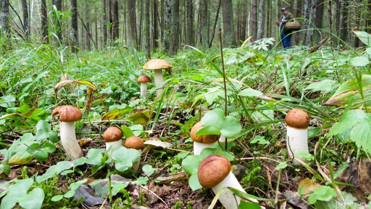 Грибная Поляна в лесу
