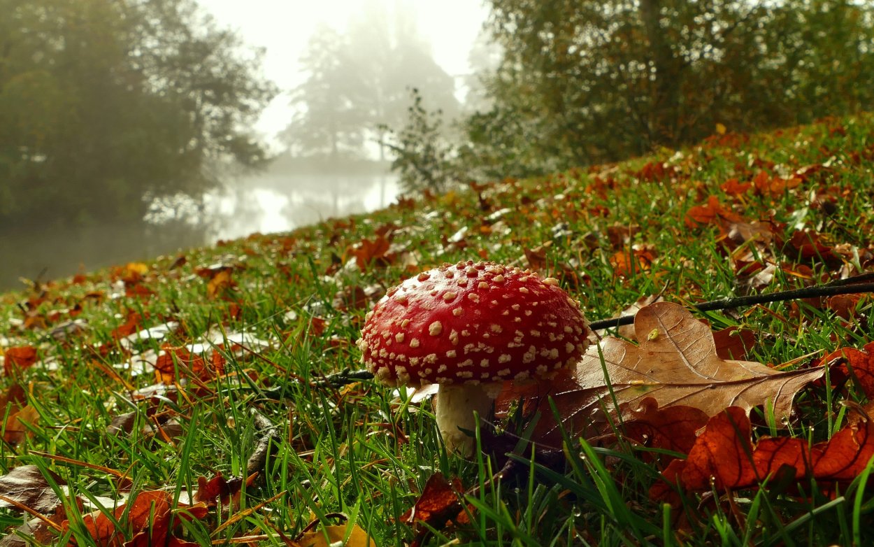 Осень лес грибы мухоморы