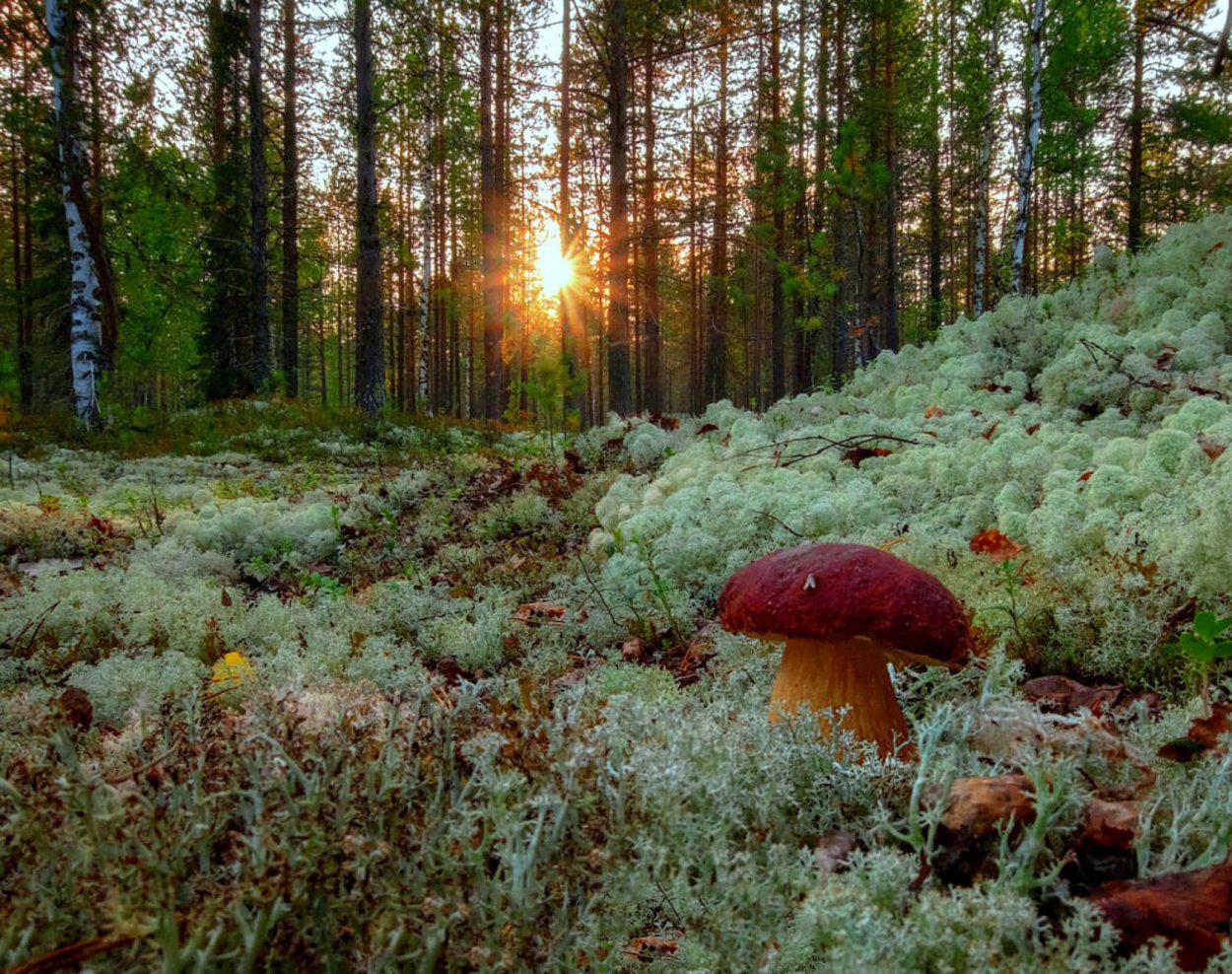 Растительный мир ХМАО Югры грибы