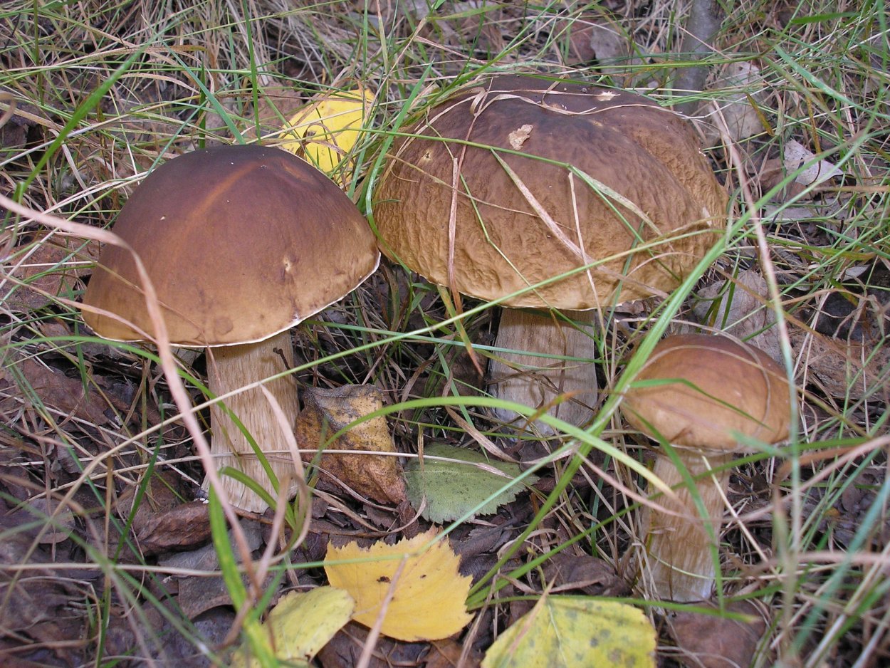 Грибные места в Карелии