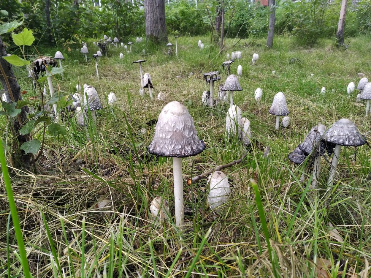 Грибные места Вологодской области