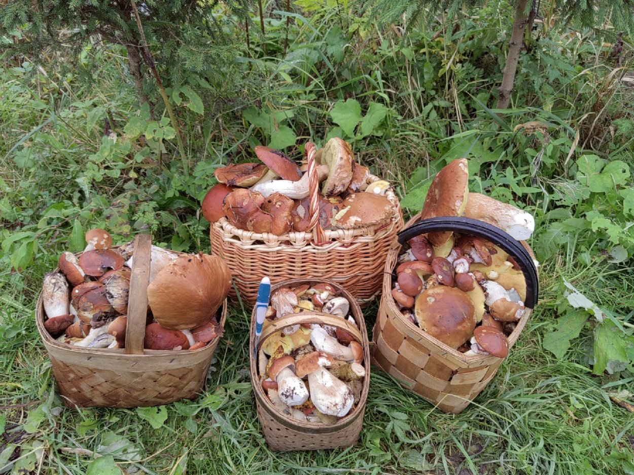 Грибы Воронежской области