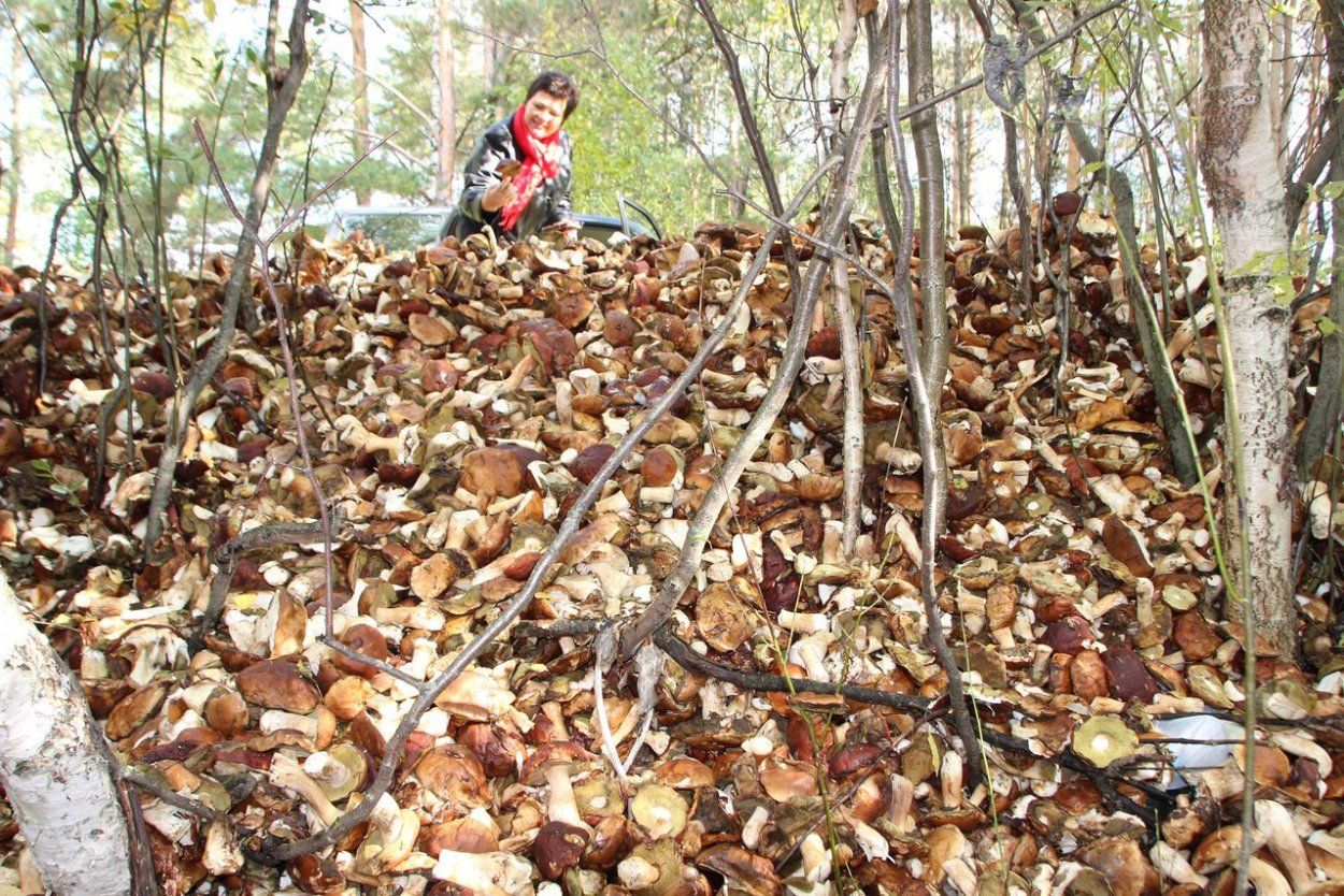 Очень много грибов