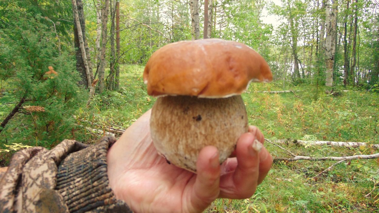 Люблю грибы