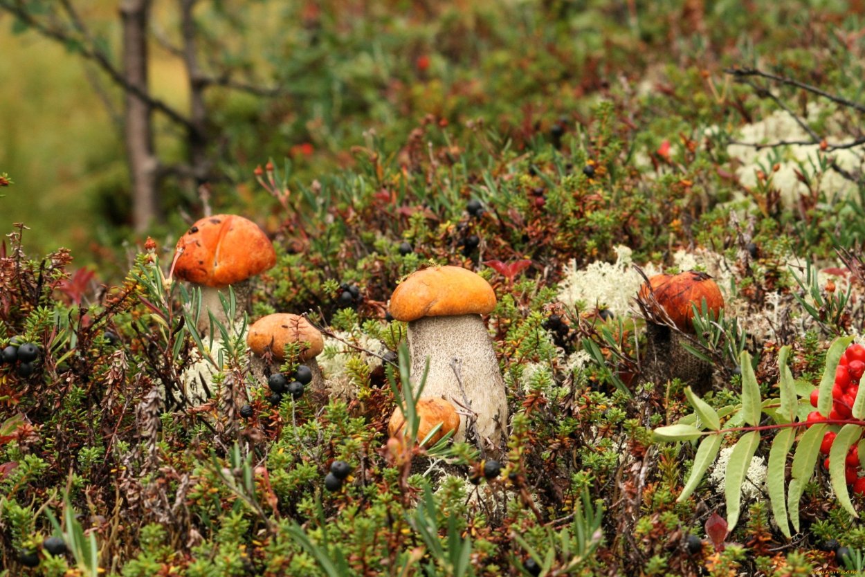 Ягель тундра грибы