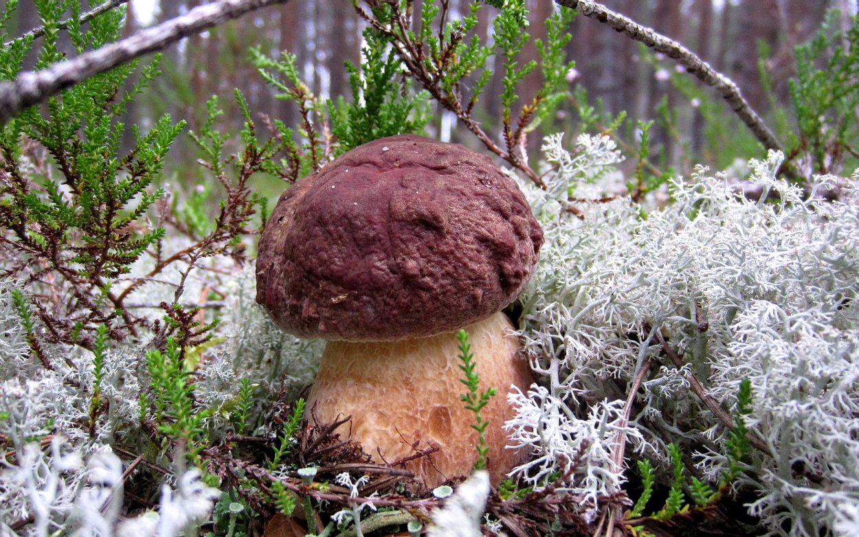 Боровик беломошник