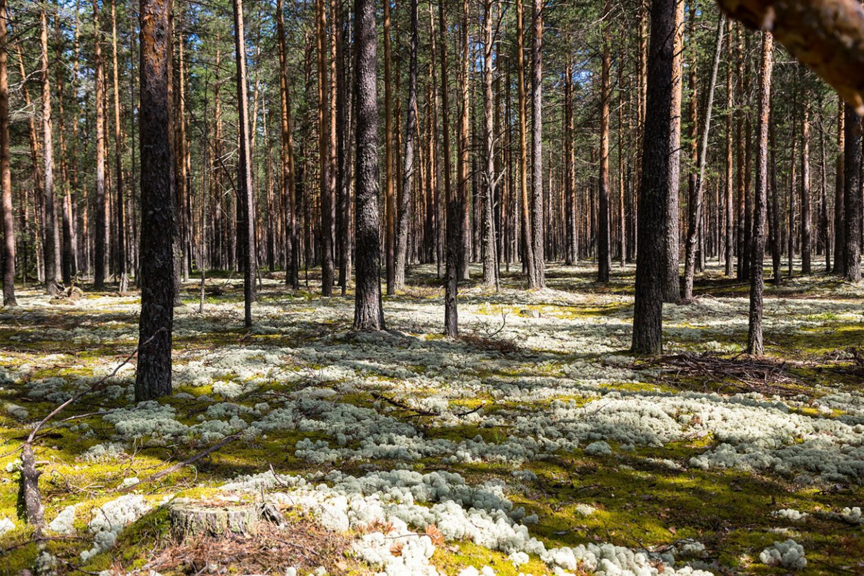 Карелия лес ягель