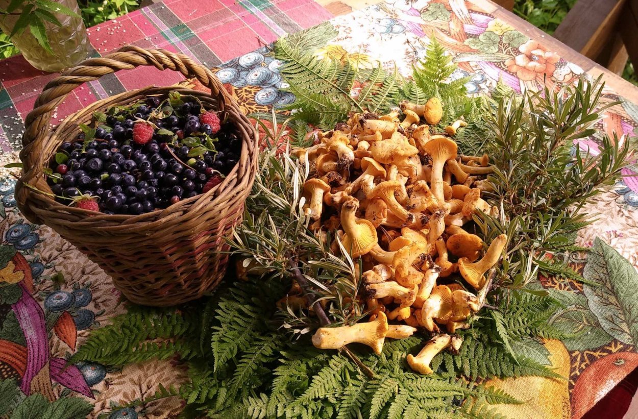 Лесные дары Карелии