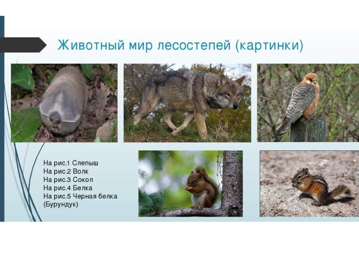 Лесостепи и степи растения и животные