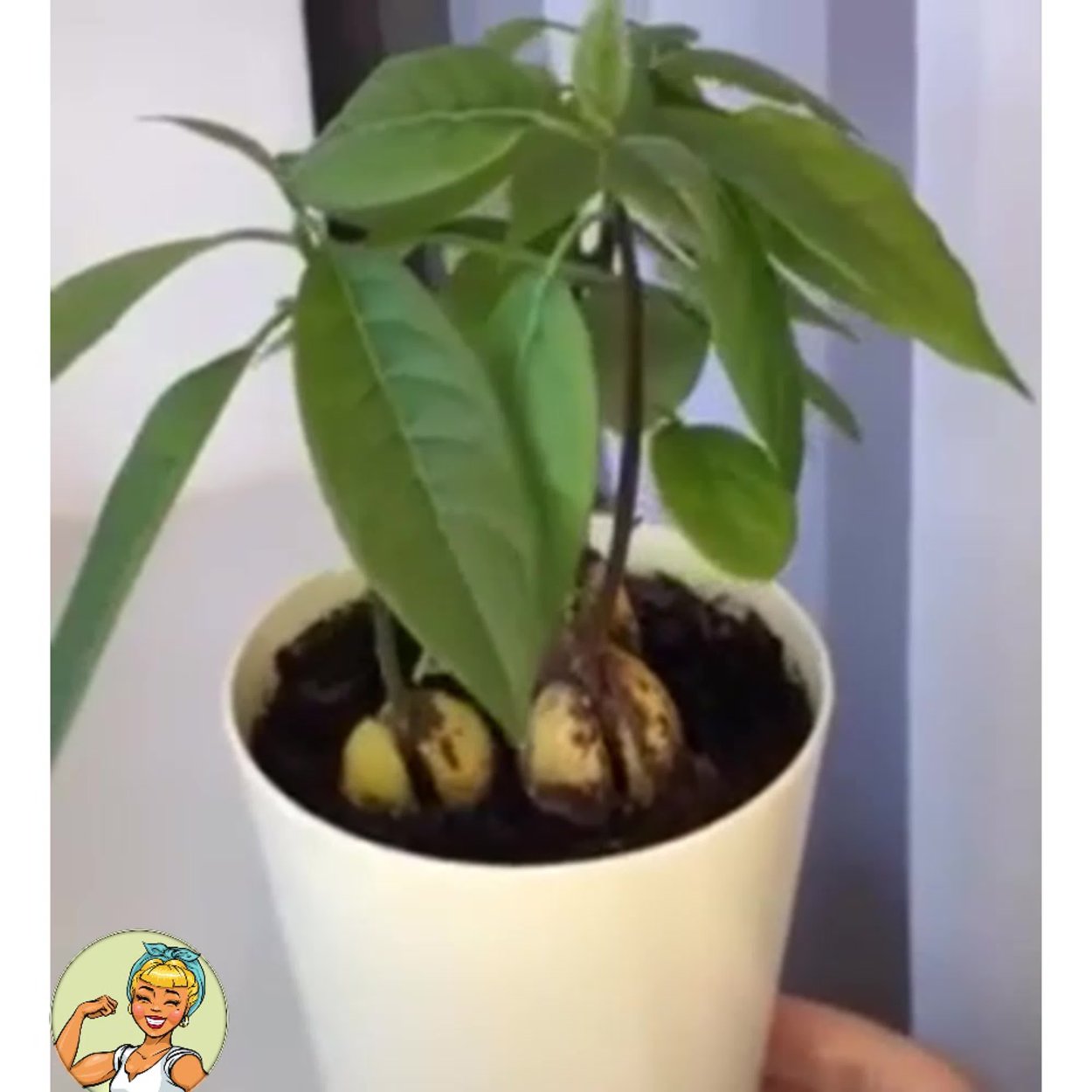 Пуфик авокадо дома