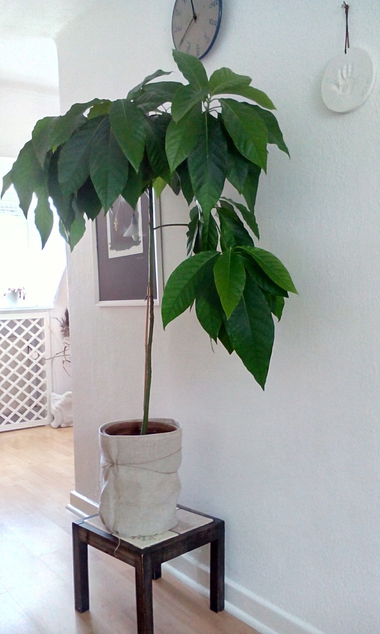 Авокадо цветок