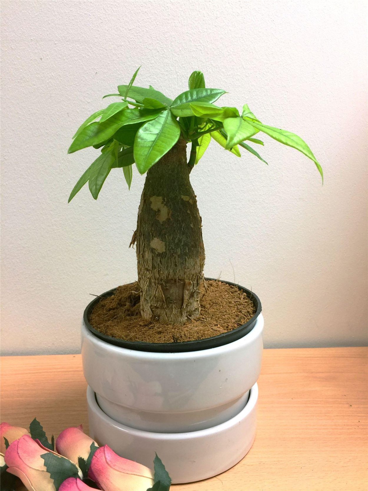 Пахира Акватика