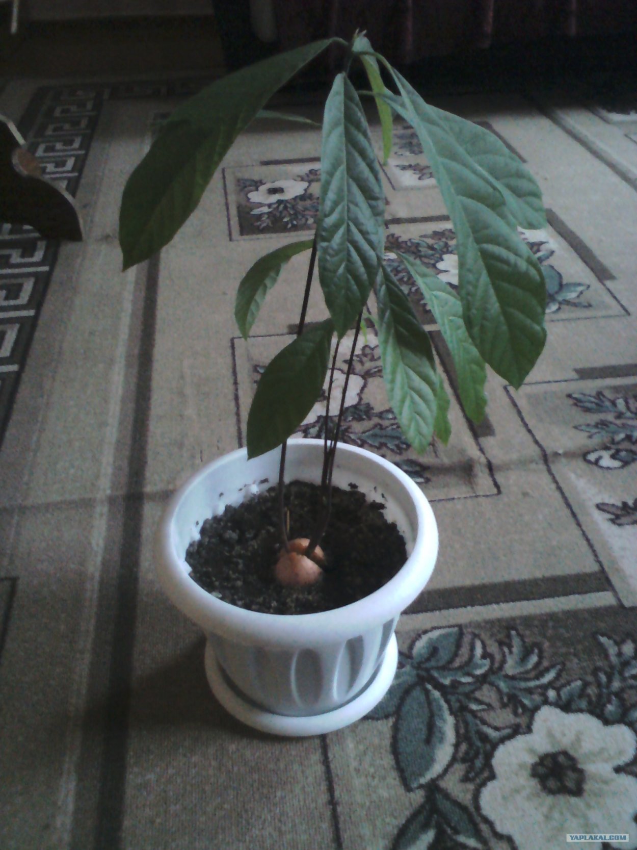 Цветение авокадо в горшке