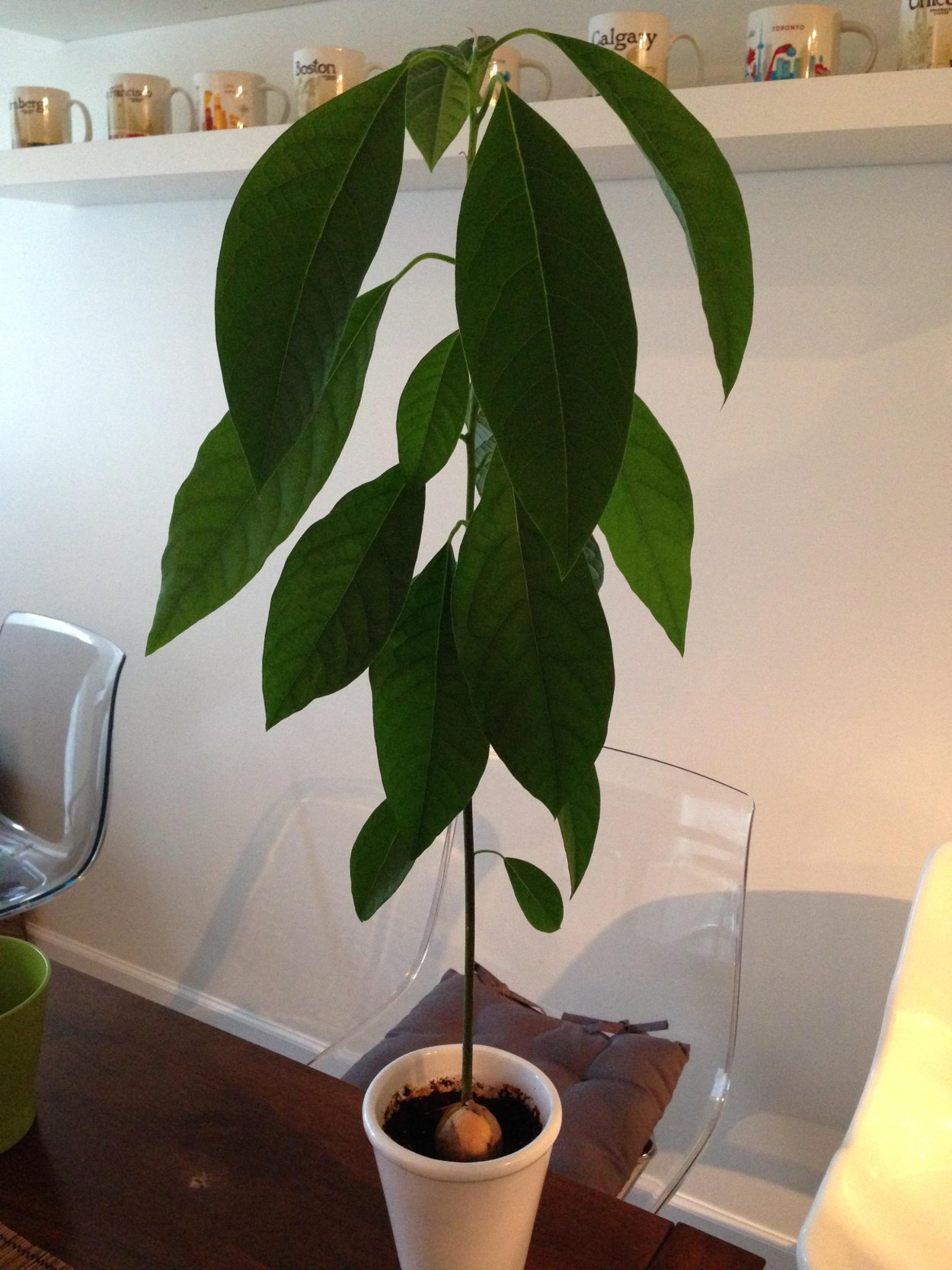 Цветение авокадо