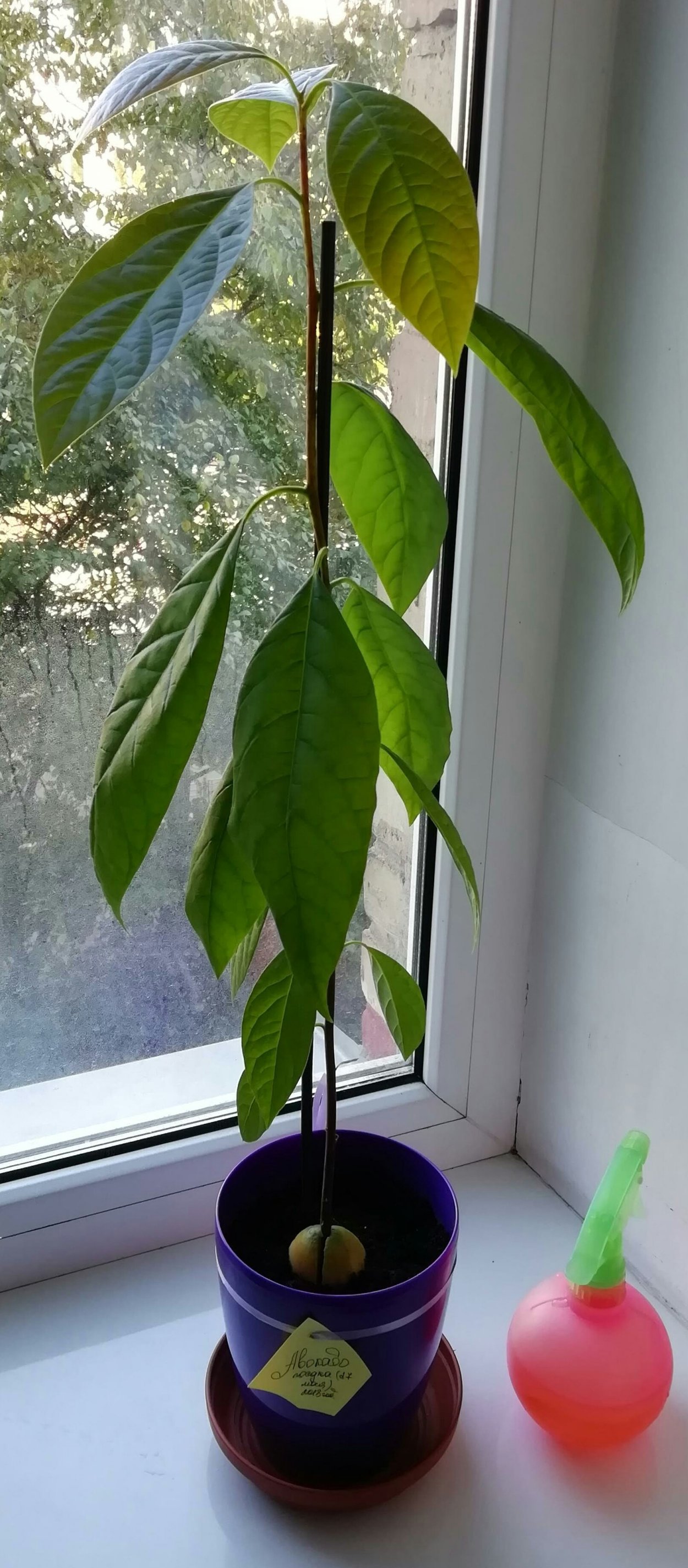 Авокадо цветок из косточки