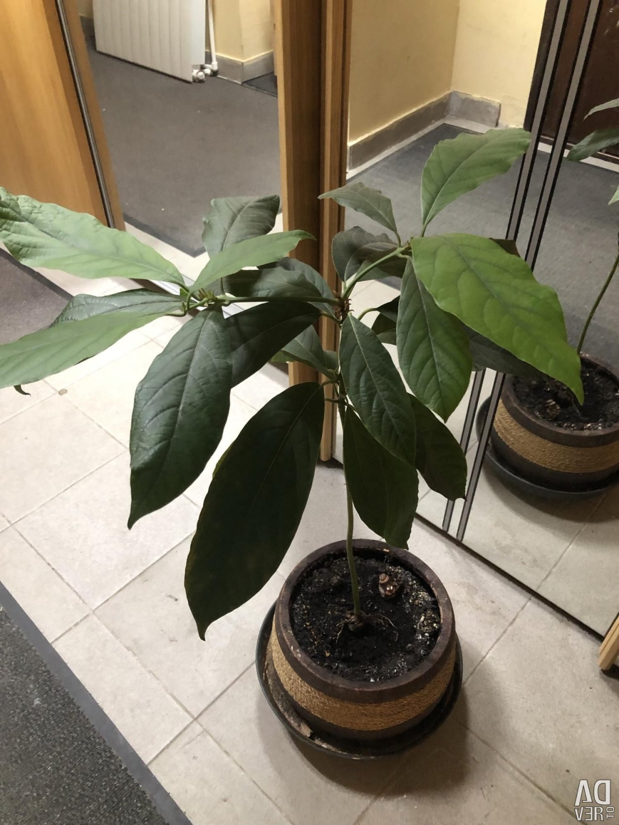 Авокадо дерево