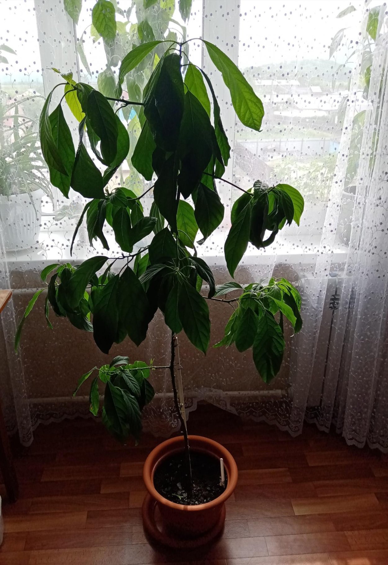 Авокадо из косточки